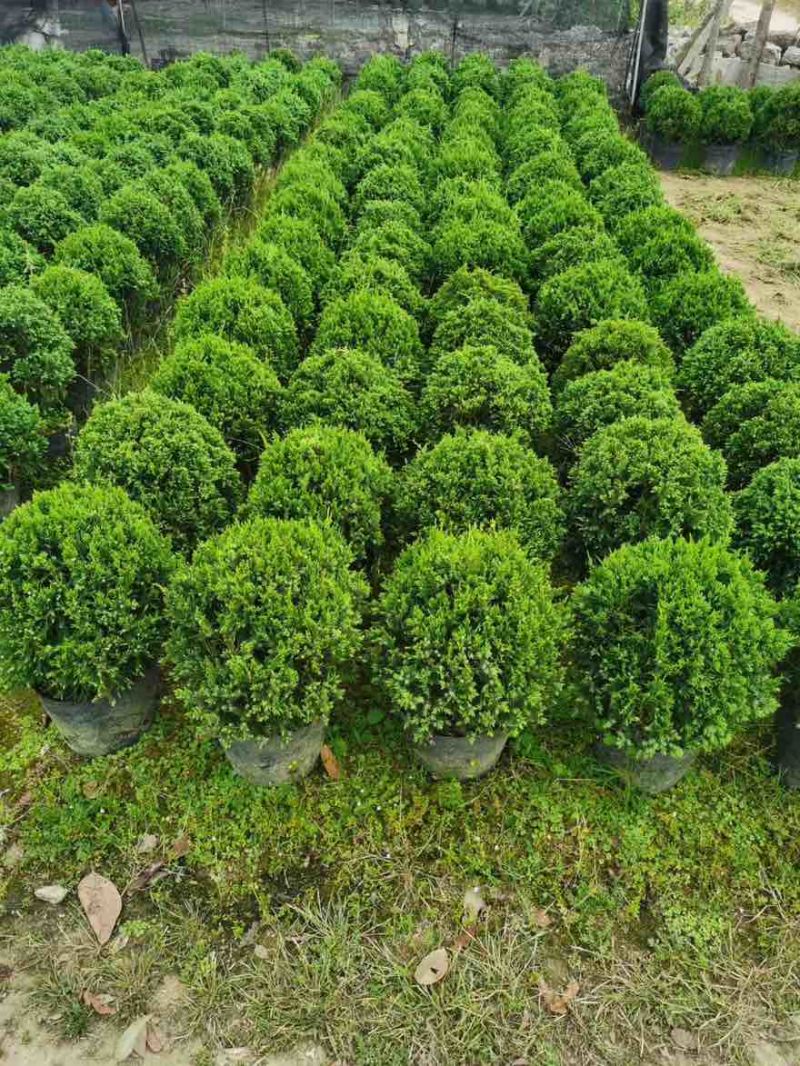 塔松球30-150高，基地直销，一手货源，各种规格，大量出售