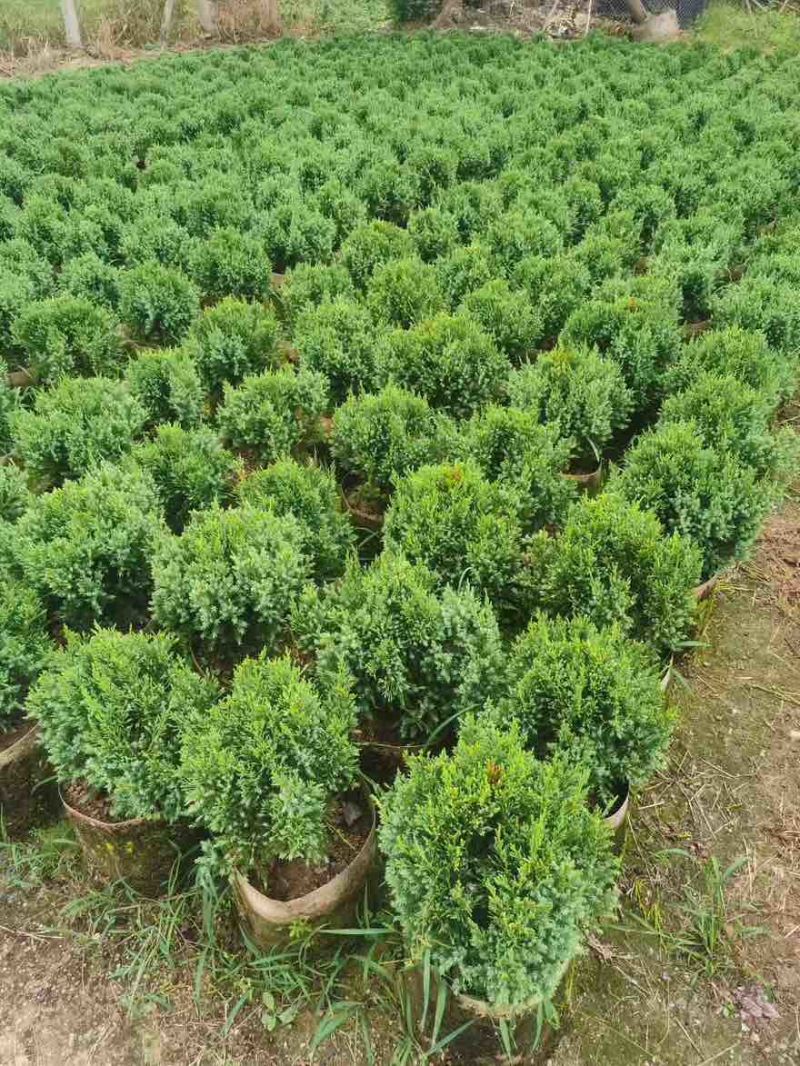 塔松球30-150高，基地直销，一手货源，各种规格，大量出售