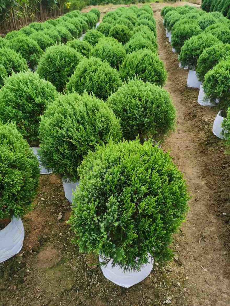 塔松球30-150高，基地直销，一手货源，各种规格，大量出售