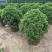 塔松球30-150高，基地直销，一手货源，各种规格，大量出售