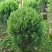 塔松球30-150高，基地直销，一手货源，各种规格，大量出售