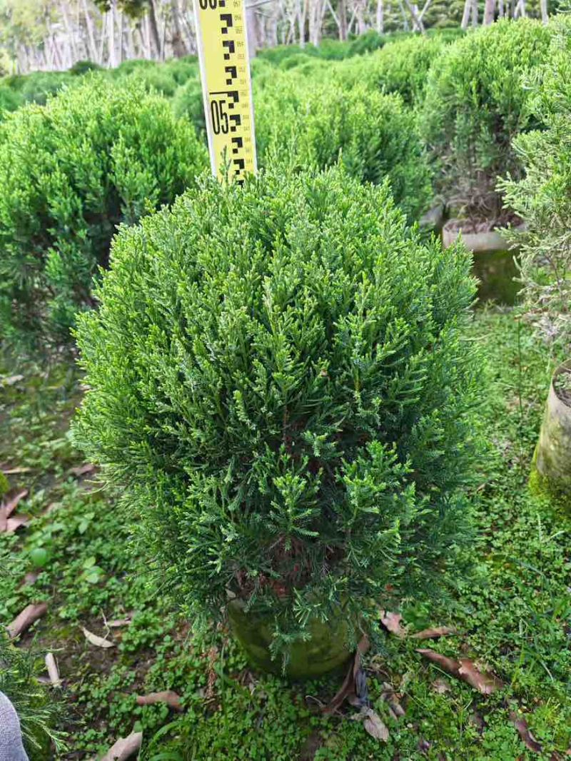 塔松球30-150高，基地直销，一手货源，各种规格，大量出售