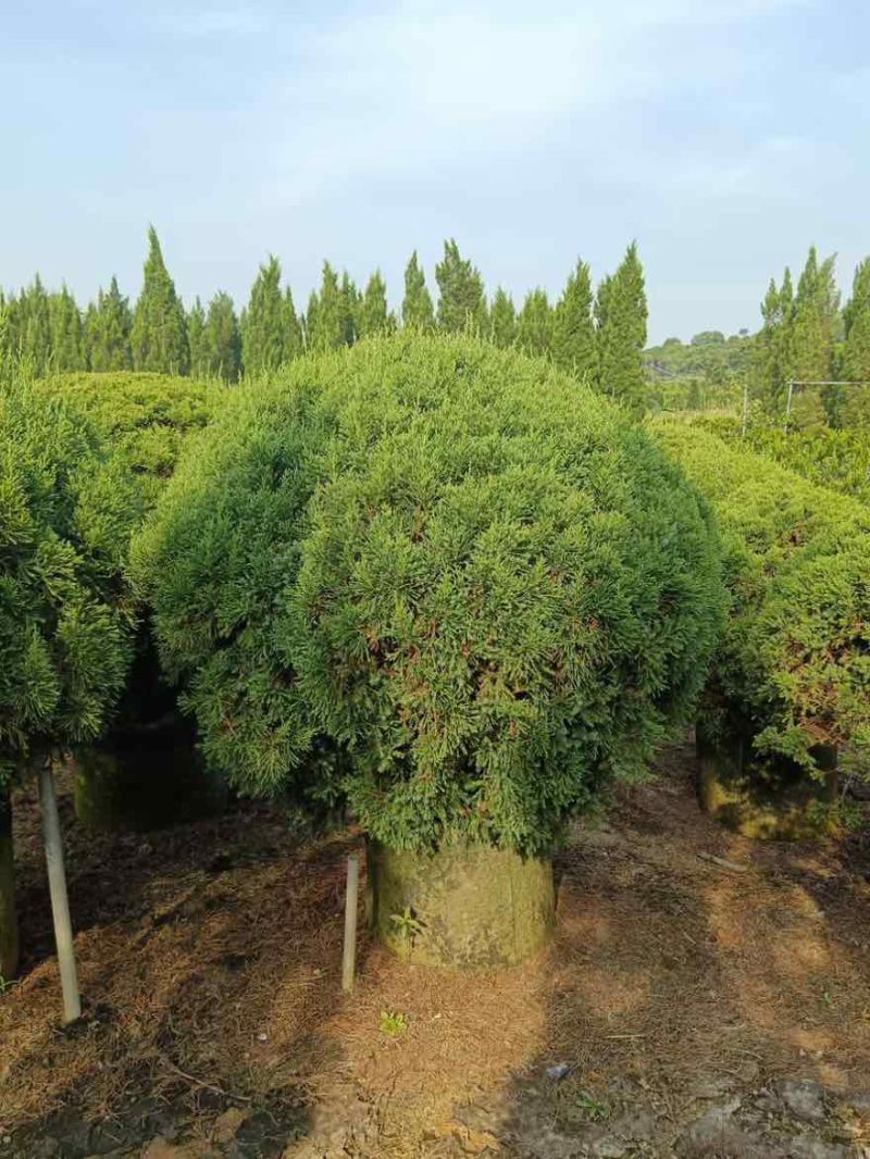 塔松球30-150高，基地直销，一手货源，各种规格，大量出售
