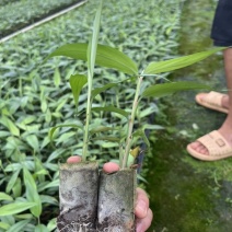 基质杯草豆蔻苗