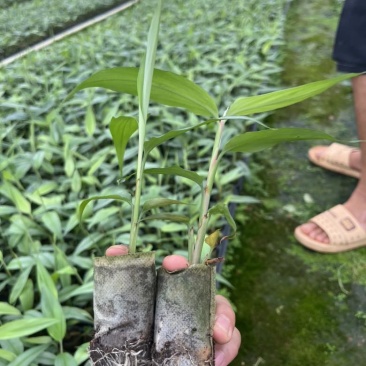 基质杯草豆蔻苗