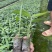 基质杯草豆蔻苗