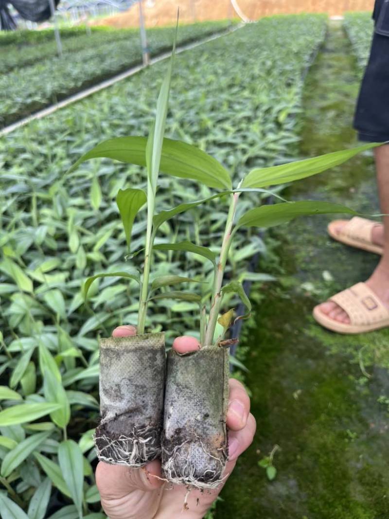 基质杯草豆蔻苗