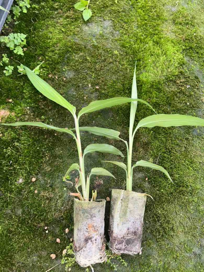 基质杯草豆蔻苗