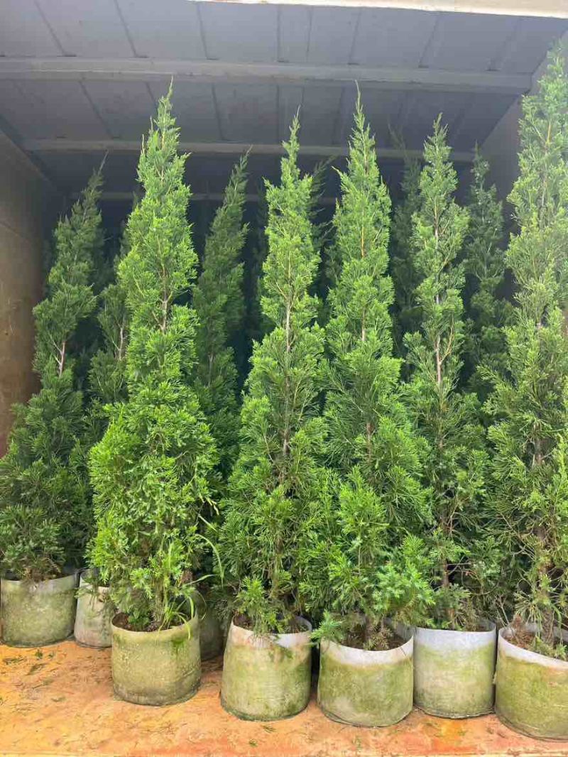 塔松30-300高，基地直销，一手货源，各种规格，大量出售