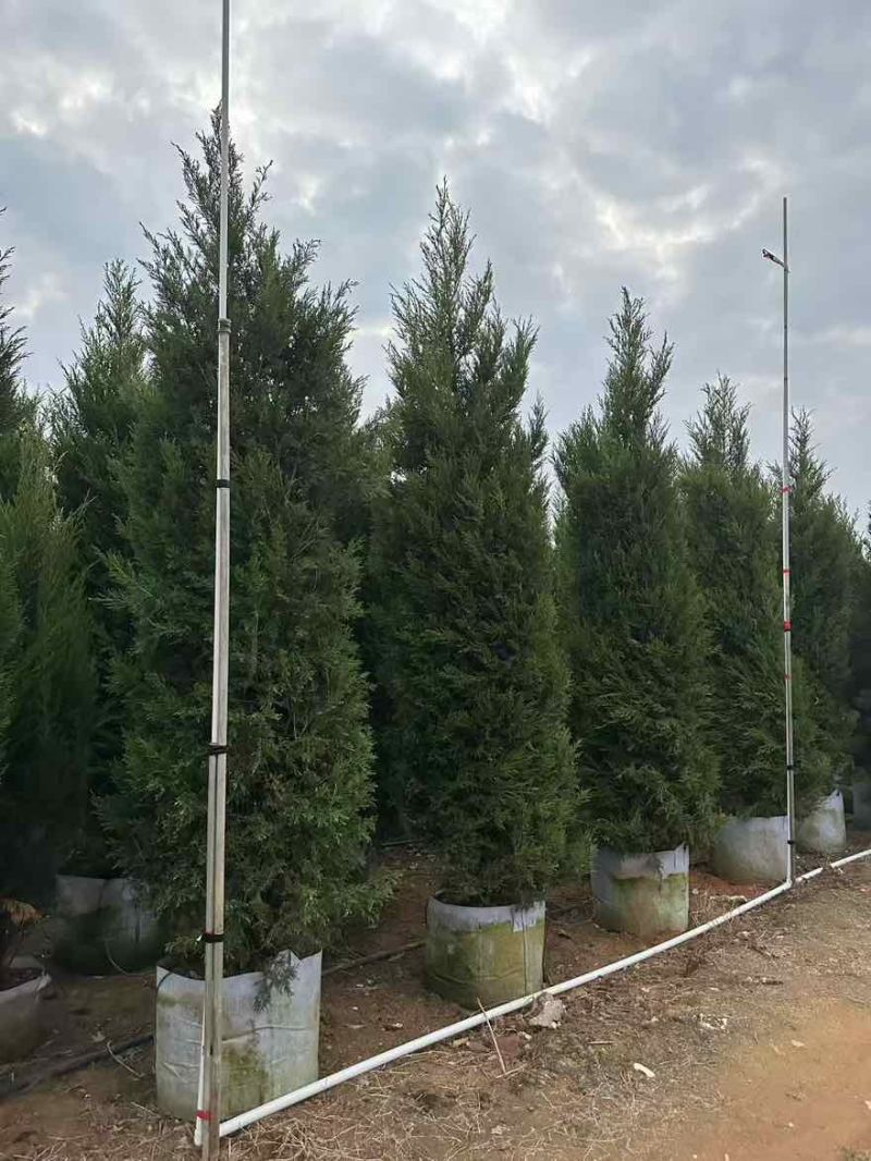 塔松30-300高，基地直销，一手货源，各种规格，大量出售