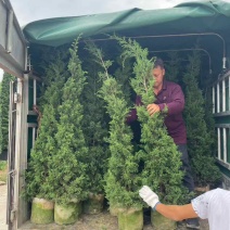 塔松30-300高，基地直销，一手货源，各种规格，大量出售