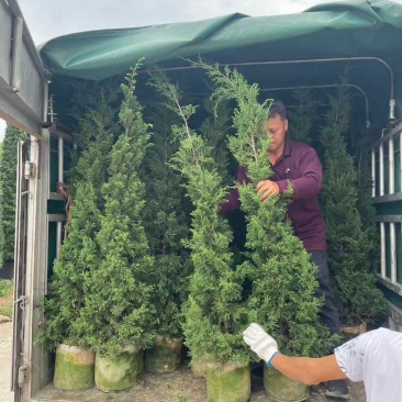 塔松30-300高，基地直销，一手货源，各种规格，大量出售
