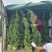 塔松30-300高，基地直销，一手货源，各种规格，大量出售