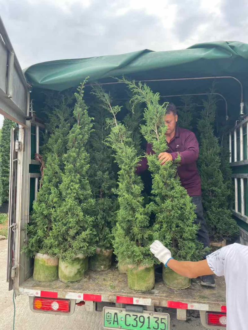 塔松30-300高，基地直销，一手货源，各种规格，大量出售