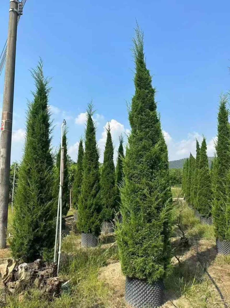 塔松30-300高，基地直销，一手货源，各种规格，大量出售