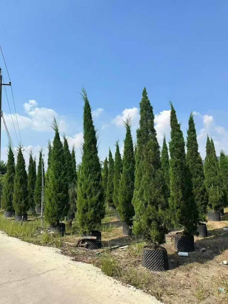 塔松30-300高，基地直销，一手货源，各种规格，大量出售