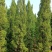 塔松30-300高，基地直销，一手货源，各种规格，大量出售