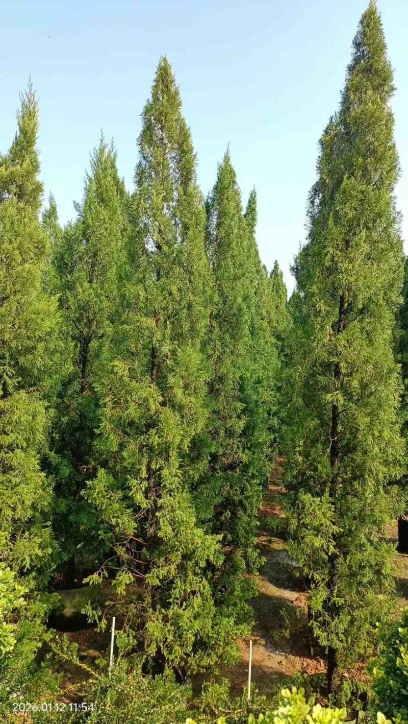 塔松30-300高，基地直销，一手货源，各种规格，大量出售