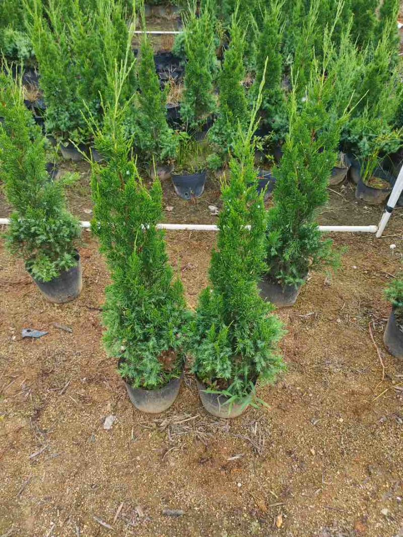 塔松30-300高，基地直销，一手货源，各种规格，大量出售