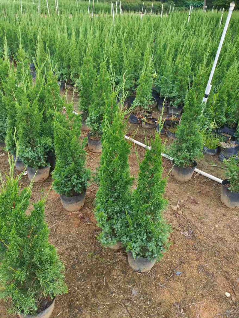 塔松30-300高，基地直销，一手货源，各种规格，大量出售