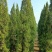 塔松30-300高，基地直销，一手货源，各种规格，大量出售