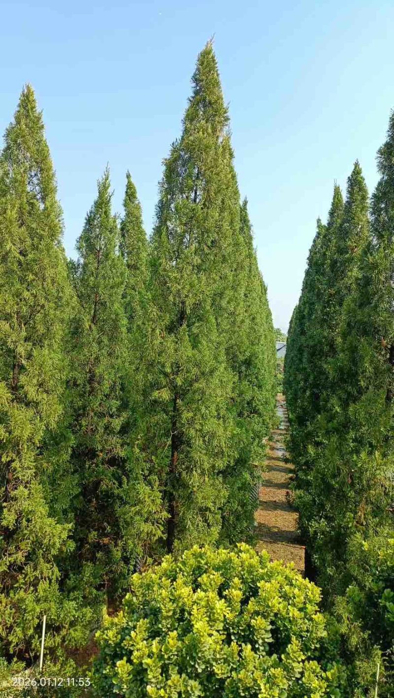 塔松30-300高，基地直销，一手货源，各种规格，大量出售