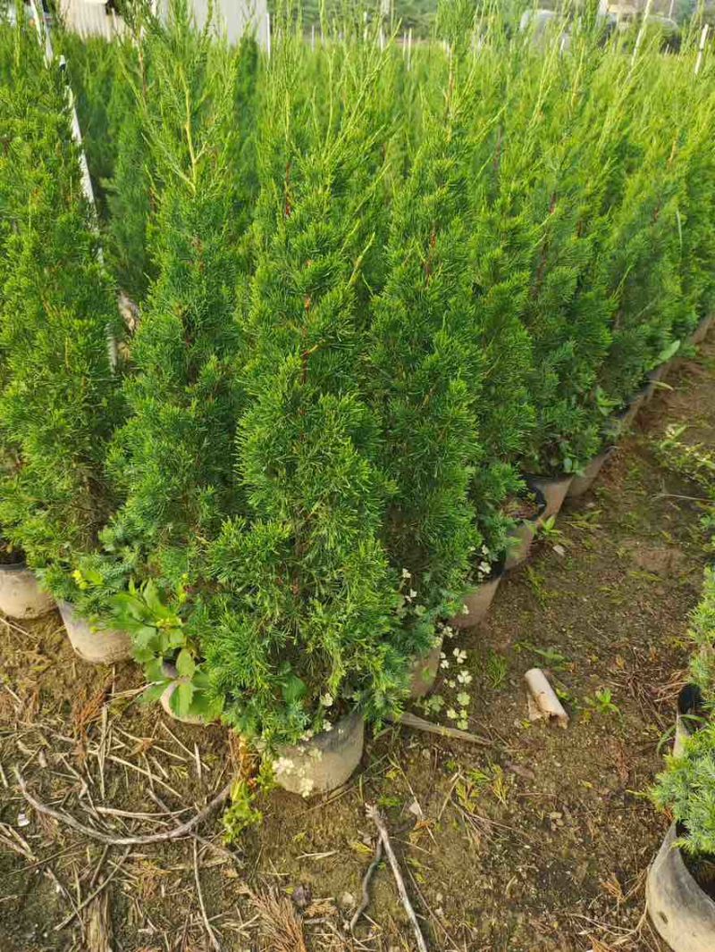 塔松30-300高，基地直销，一手货源，各种规格，大量出售