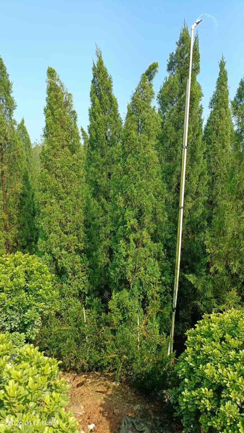 塔松30-300高，基地直销，一手货源，各种规格，大量出售