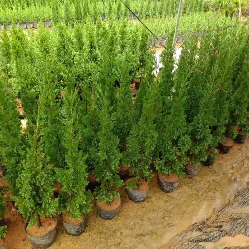 塔松30-300高，基地直销，一手货源，大量低价出售