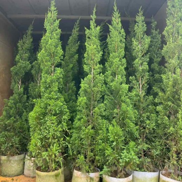 塔松30-500高，一手货源，基地直销，各种规格低价出售