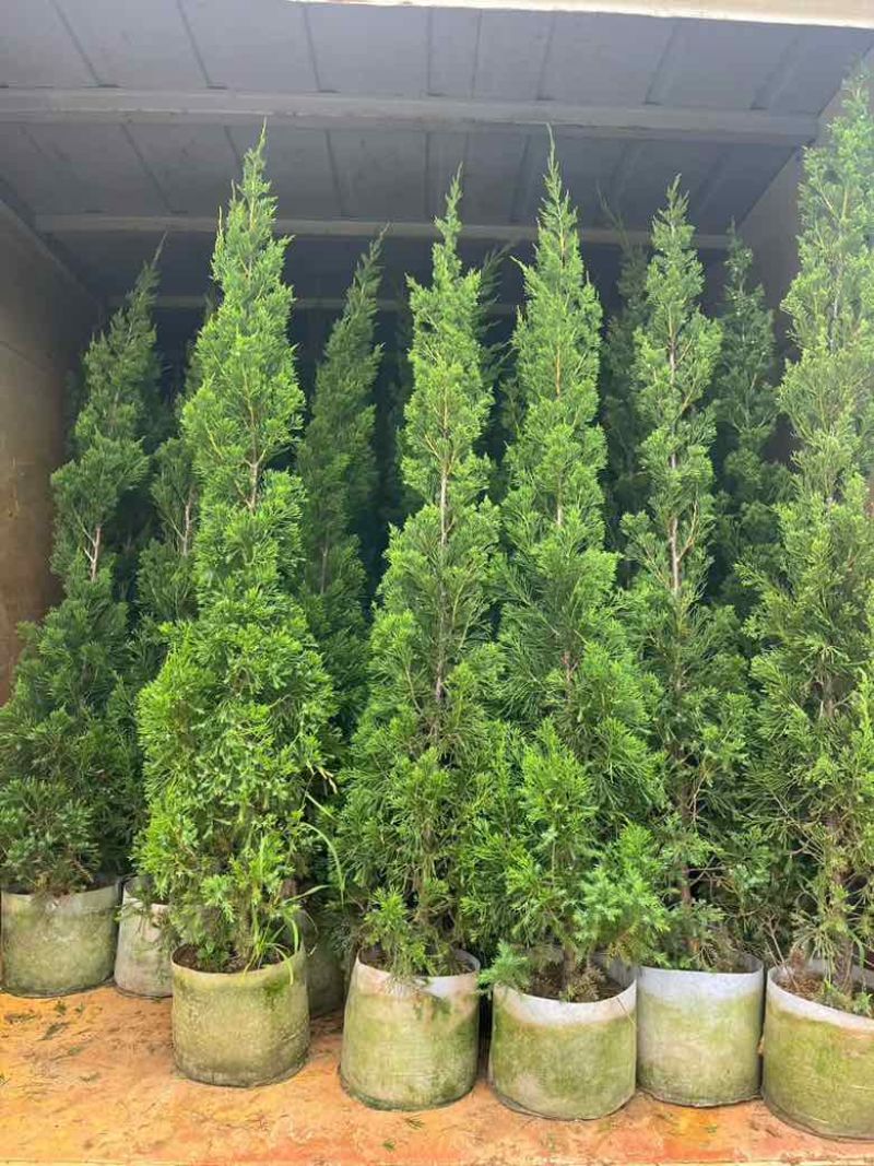 塔松30-500高，一手货源，基地直销，各种规格低价出售