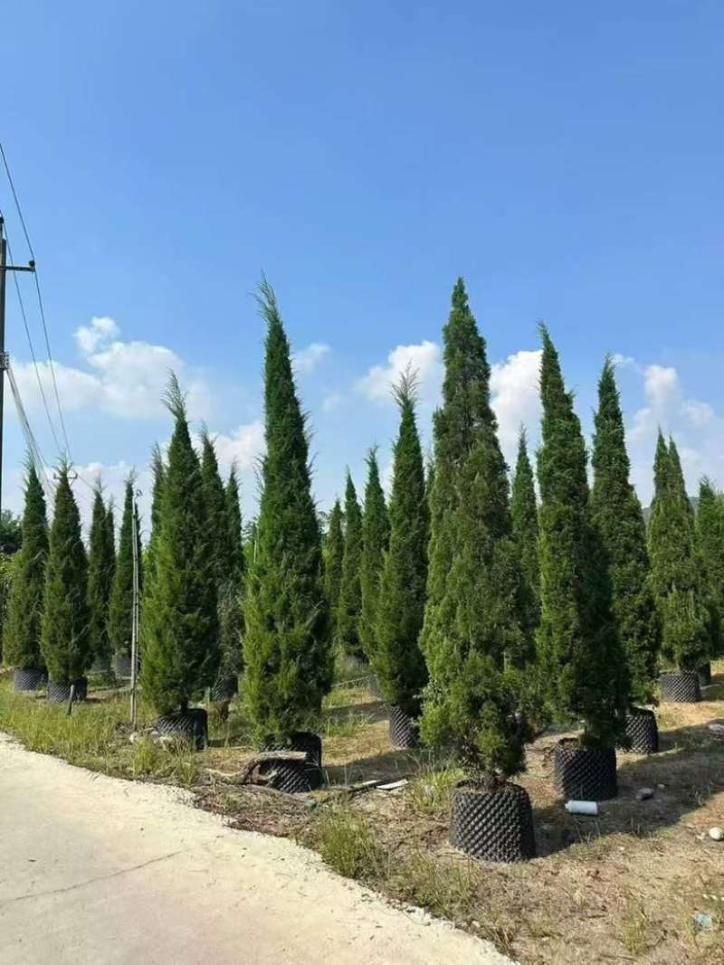 塔松30-500高，一手货源，基地直销，各种规格低价出售