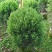 塔松球30-180高，基地直销，一手货源，各种规格大量低价出