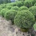 塔松球30-180高，基地直销，一手货源，各种规格大量低价出