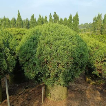 塔松球30-180高，基地直销，一手货源，各种规格大量低价出