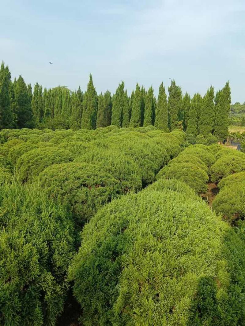 塔松球30-180高，基地直销，一手货源，各种规格大量低价出