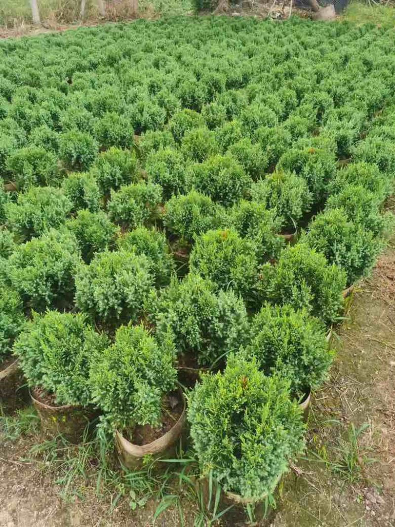 塔松球30-180高，基地直销，一手货源，各种规格大量低价出