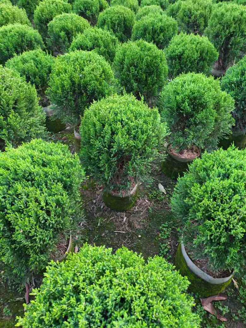 塔松球30-180高，基地直销，一手货源，各种规格大量低价出