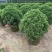 塔松球30-180高，基地直销，一手货源，各种规格大量低价出