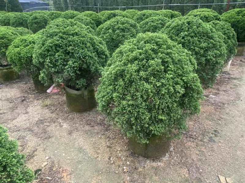 塔松球30-180高，基地直销，一手货源，各种规格大量低价出