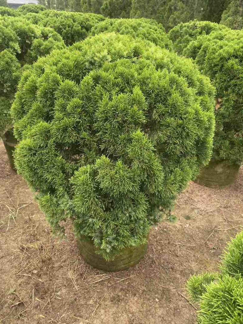 塔松球30-200高，基地直销，一手货源，各种规格大量低价出