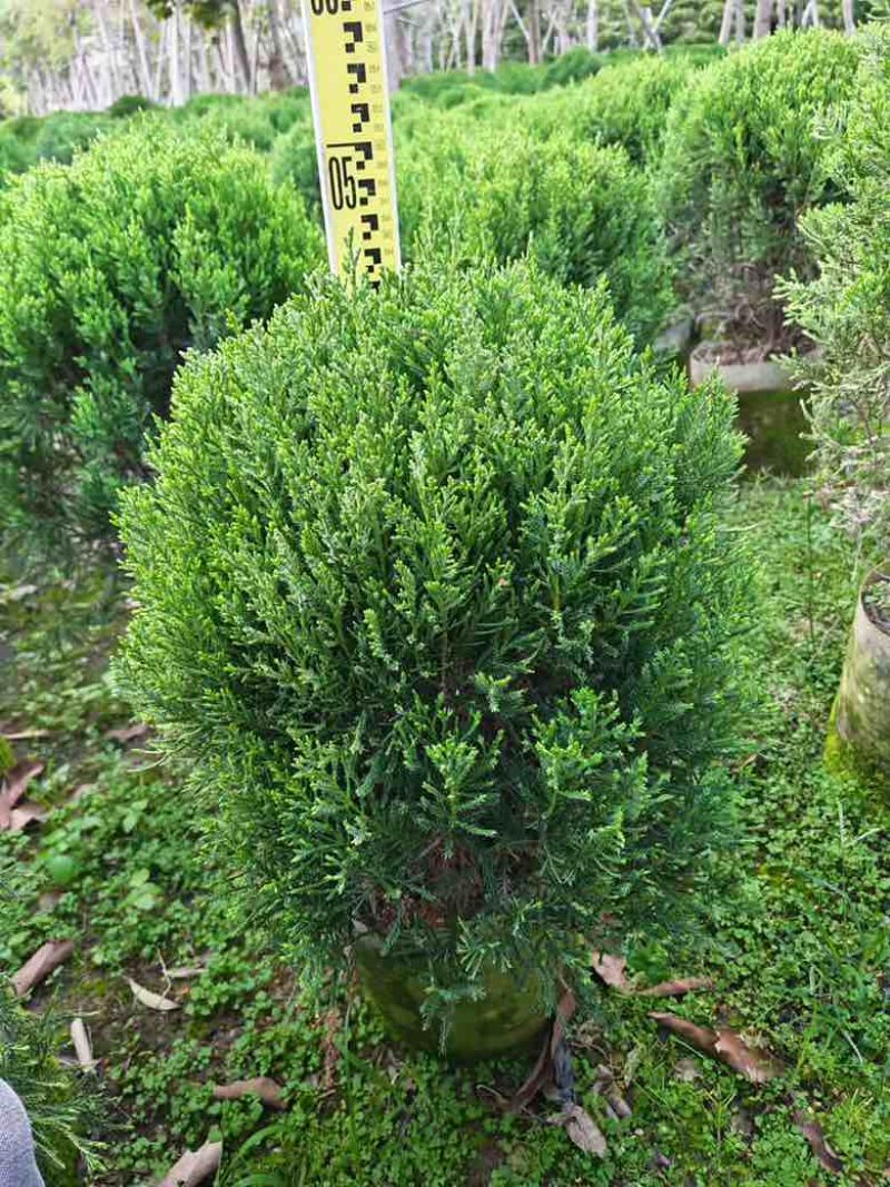 塔松球30-200高，基地直销，一手货源，各种规格大量低价出