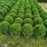 塔松球30-200高，基地直销，一手货源，各种规格大量低价出