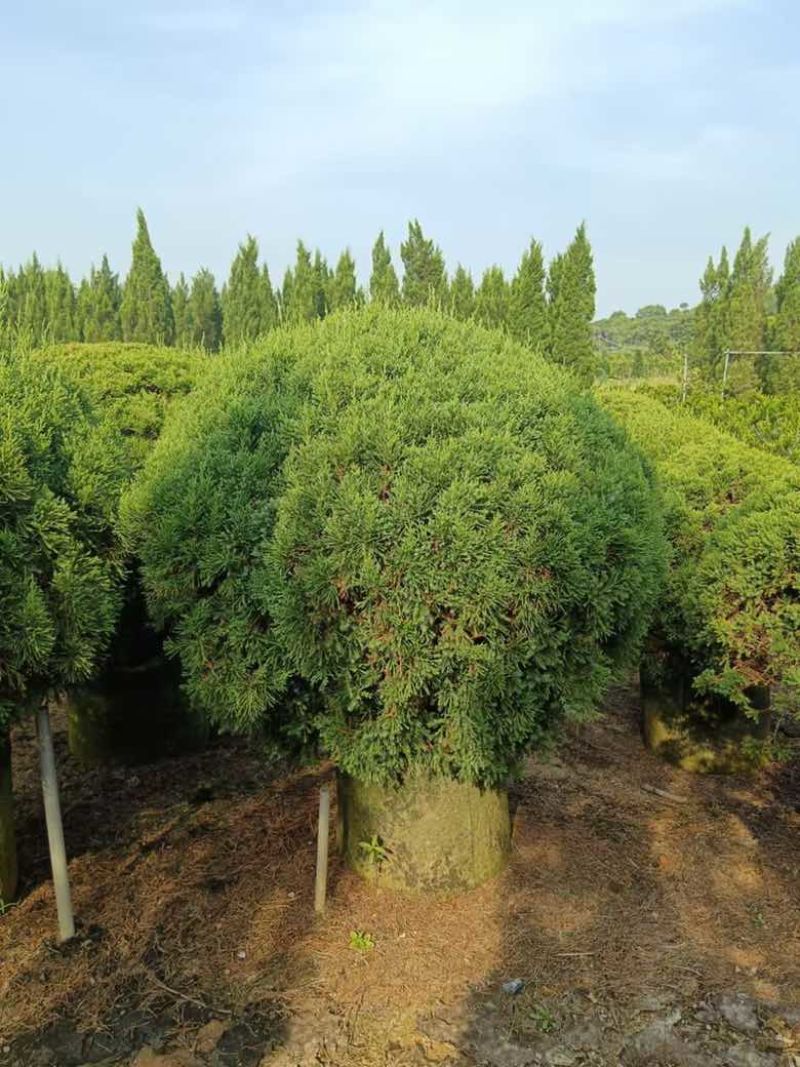塔松球30-200高，基地直销，一手货源，各种规格大量低价出