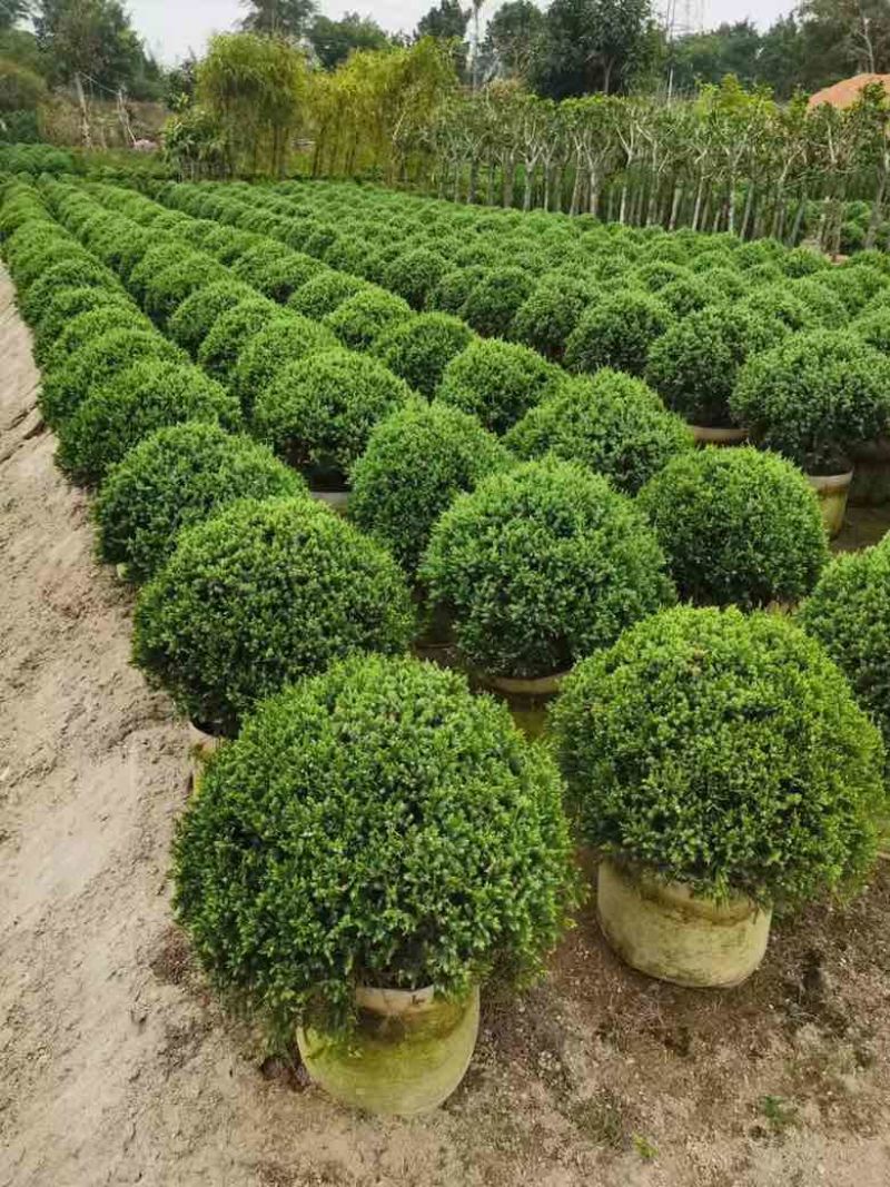 塔松球30-200高，基地直销，一手货源，各种规格大量低价出