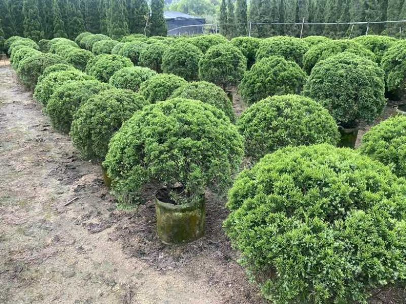 塔松球30-200高，基地直销，一手货源，各种规格大量低价出