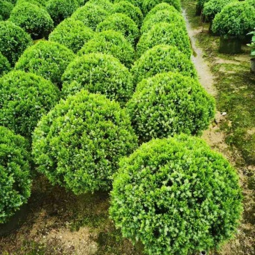 塔松球30-200高，基地直销，一手货源，各种规格大量低价出
