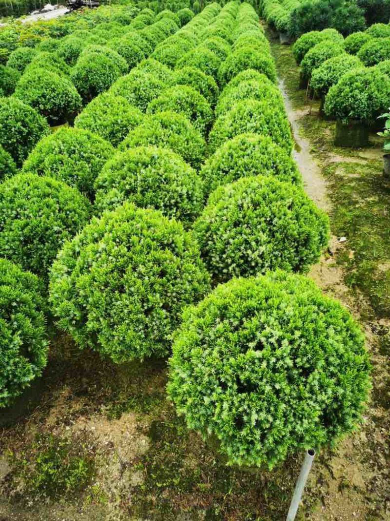 塔松球30-200高，基地直销，一手货源，各种规格大量低价出