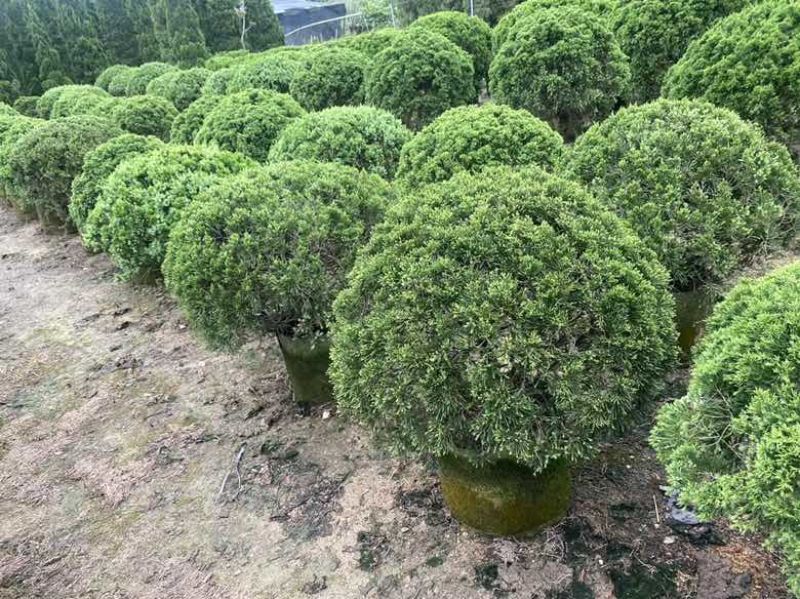 塔松球30-200高，基地直销，一手货源，各种规格大量低价出