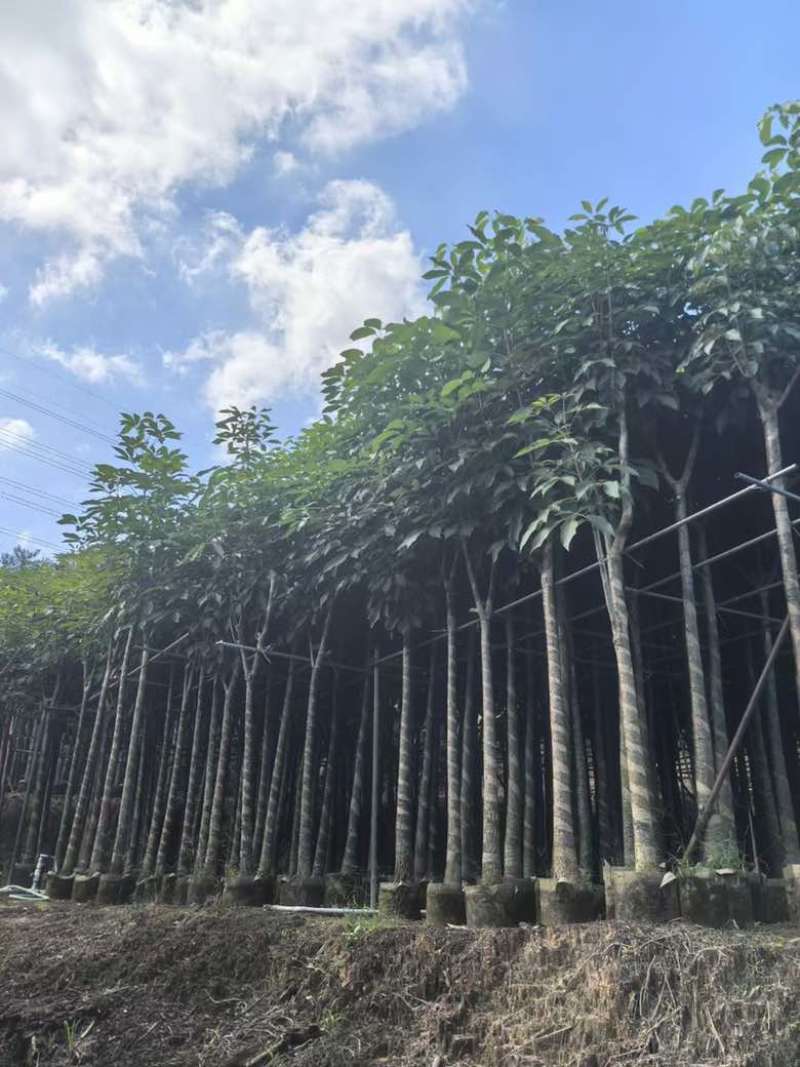 红花风铃木3-18分，基地直销，一手货源，欢迎选购